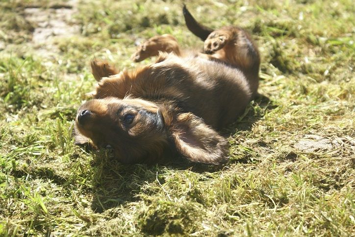 du Chevalier Gascon - Dernières Photos des Chiots !!!!