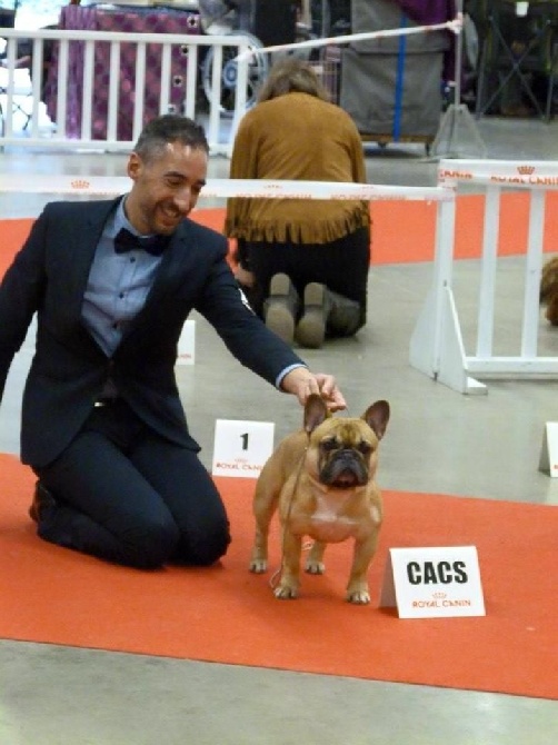 du Chevalier Gascon - De Retour du Paris Dog Show.....