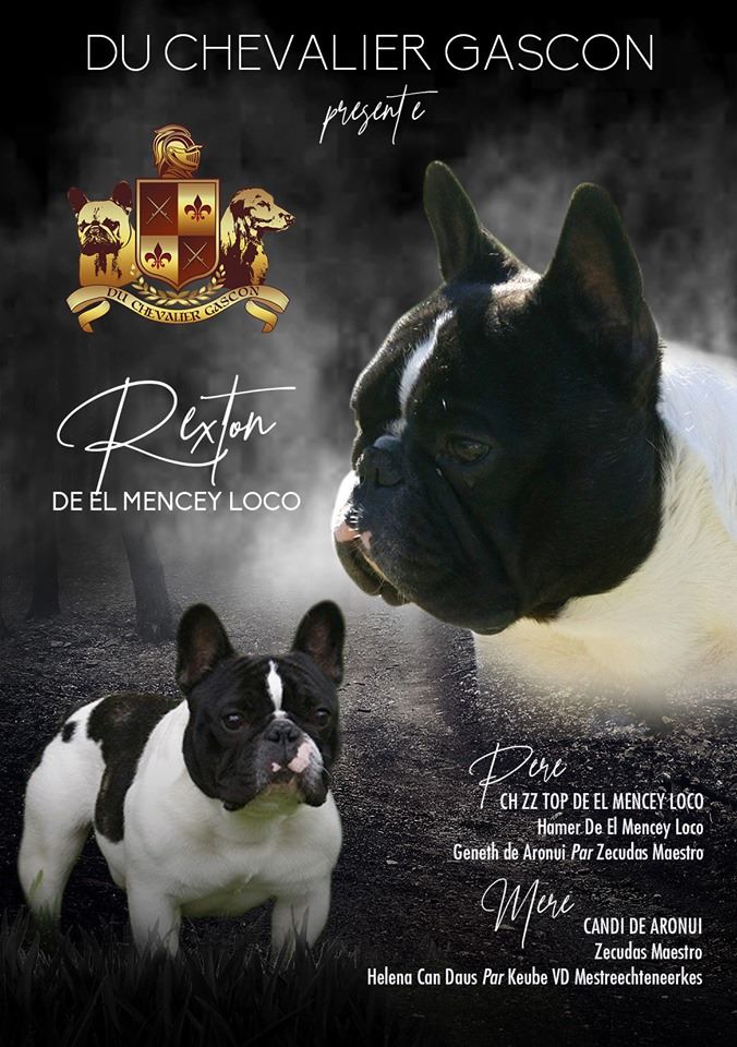 du Chevalier Gascon - Arrivée de Rexton de El Mecey Loco .....