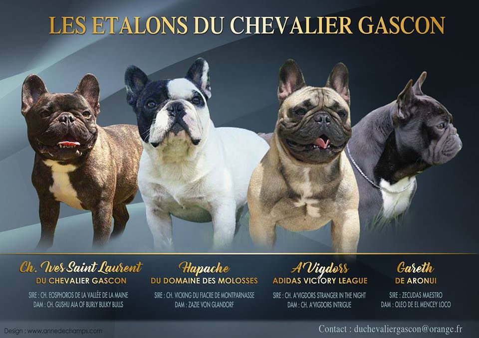du Chevalier Gascon - Etalons du Chevalier Gascon.....