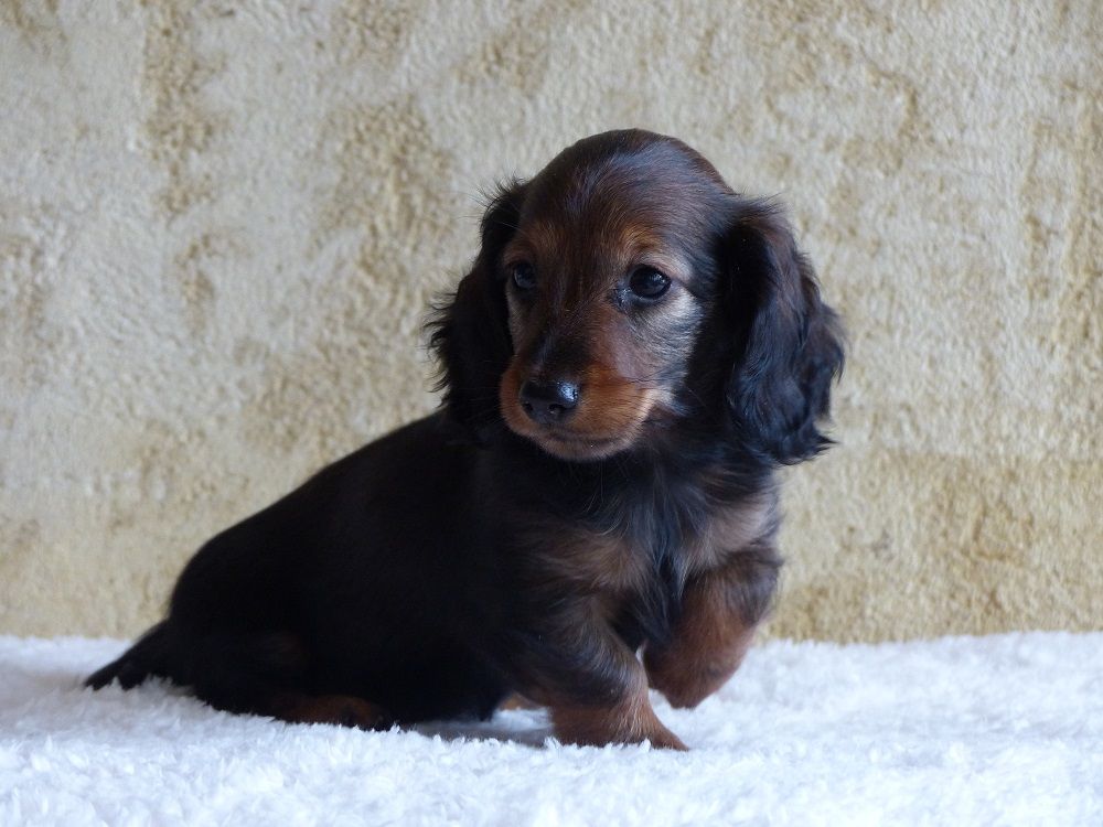 du Chevalier Gascon - Photos des Chiots !!!!