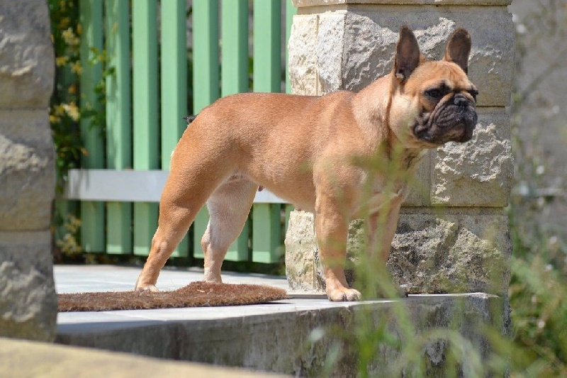 CH. Heidi Du Domaine Des Hautes Roches