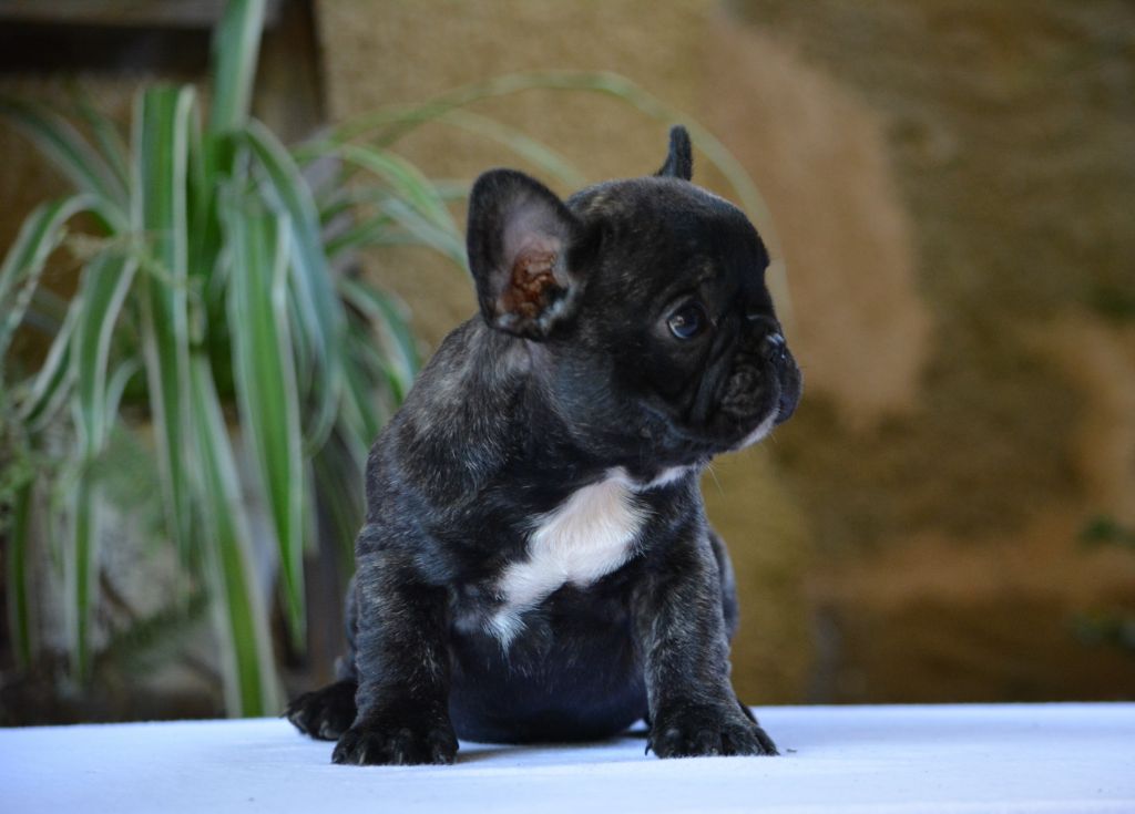 du Chevalier Gascon - Chiot disponible  - Bouledogue français