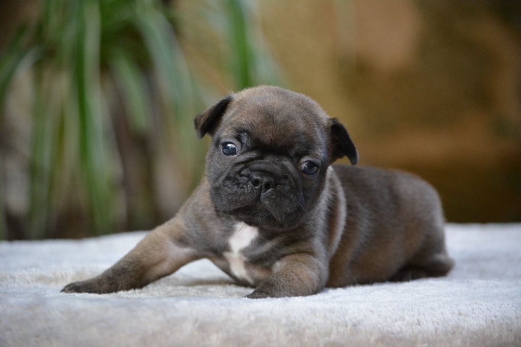 du Chevalier Gascon - Chiot disponible  - Bouledogue français