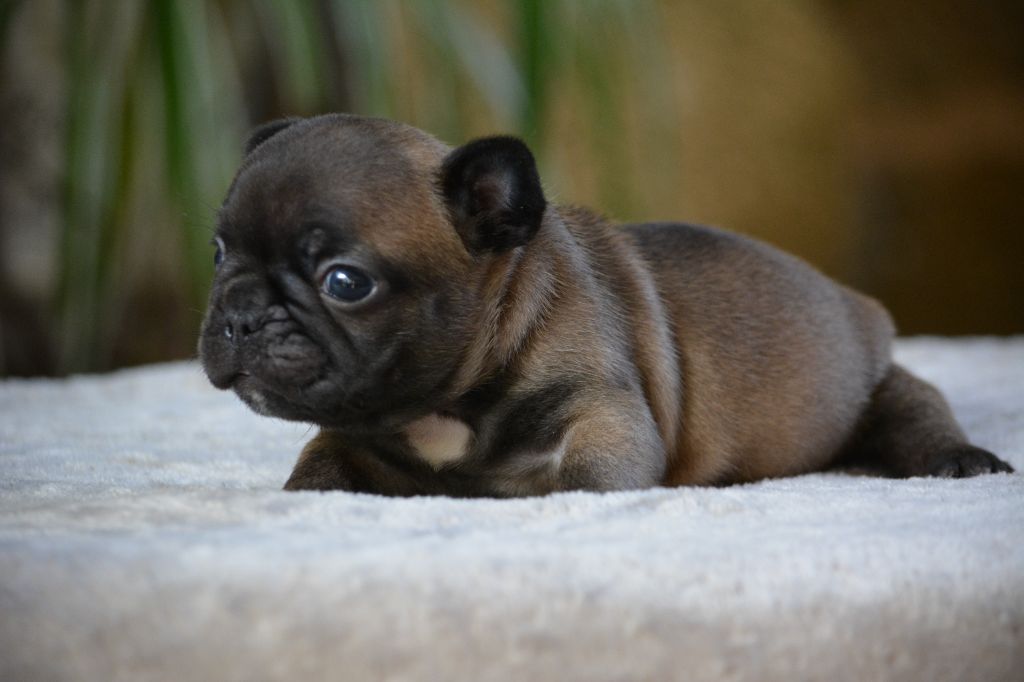 du Chevalier Gascon - Chiot disponible  - Bouledogue français