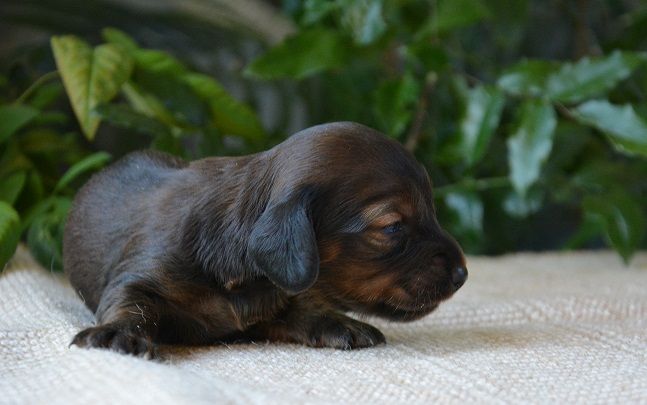 chiot Teckel poil long du Chevalier Gascon