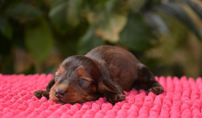 chiot Teckel poil long du Chevalier Gascon