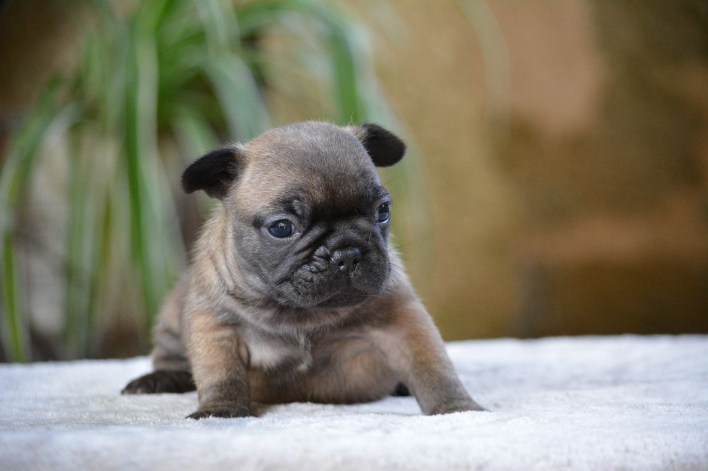 du Chevalier Gascon - Chiot disponible  - Bouledogue français