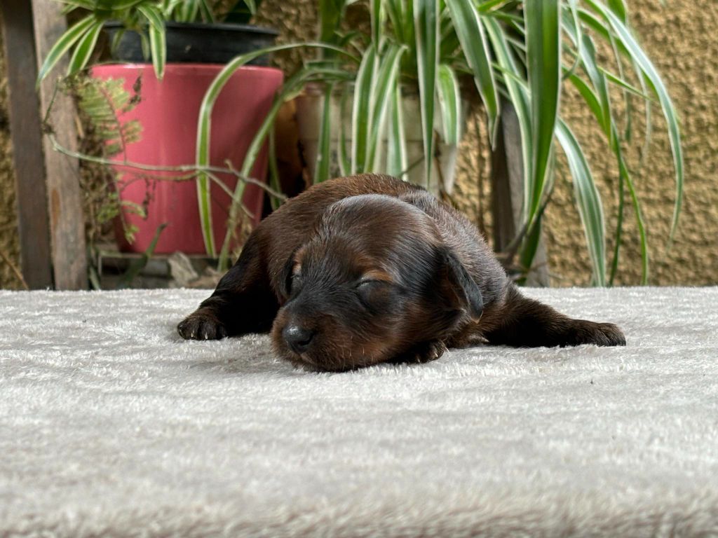 chiot Teckel poil long du Chevalier Gascon