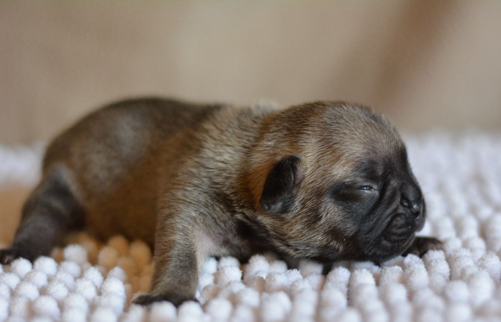 du Chevalier Gascon - Chiot disponible  - Bouledogue français