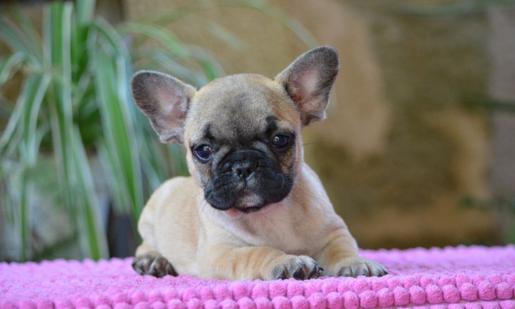 chiot Bouledogue français du Chevalier Gascon