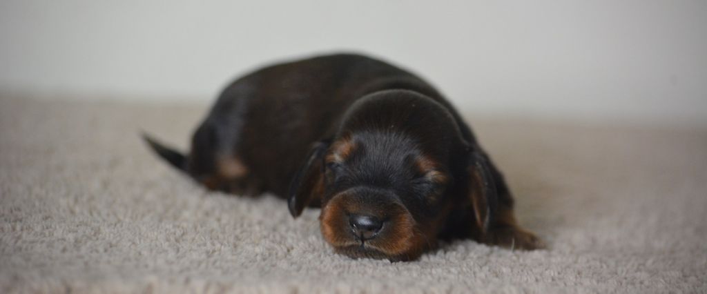 chiot Teckel poil long du Chevalier Gascon