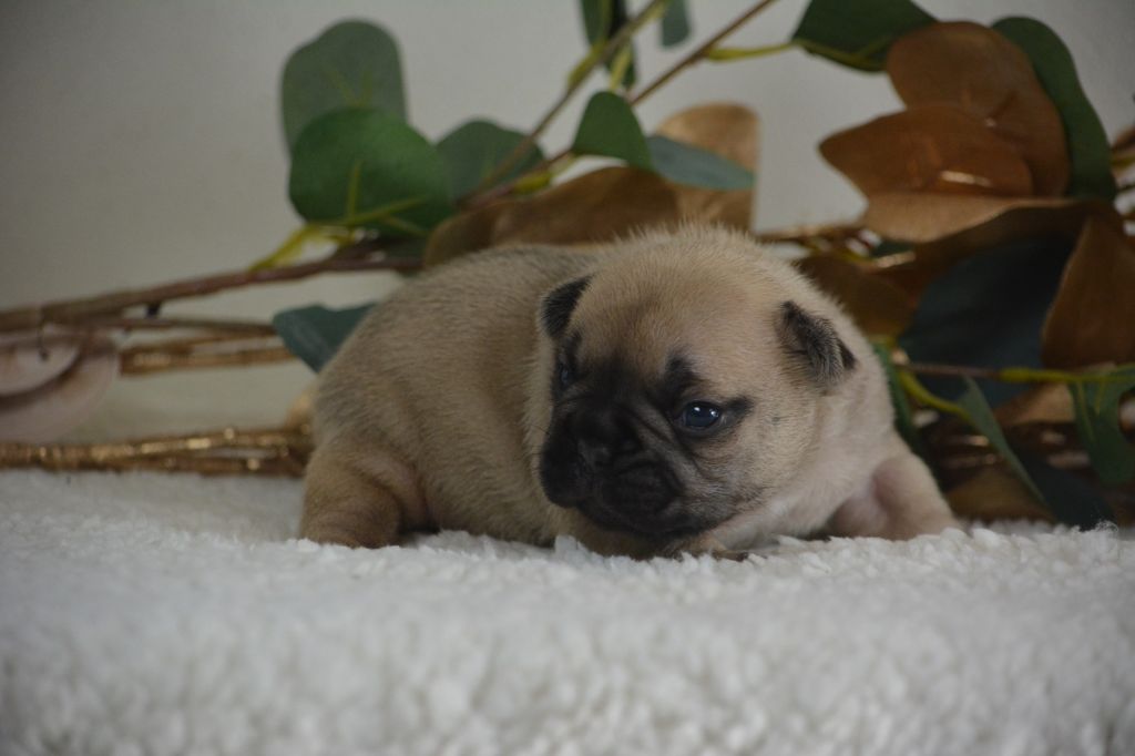 du Chevalier Gascon - Chiot disponible  - Bouledogue français