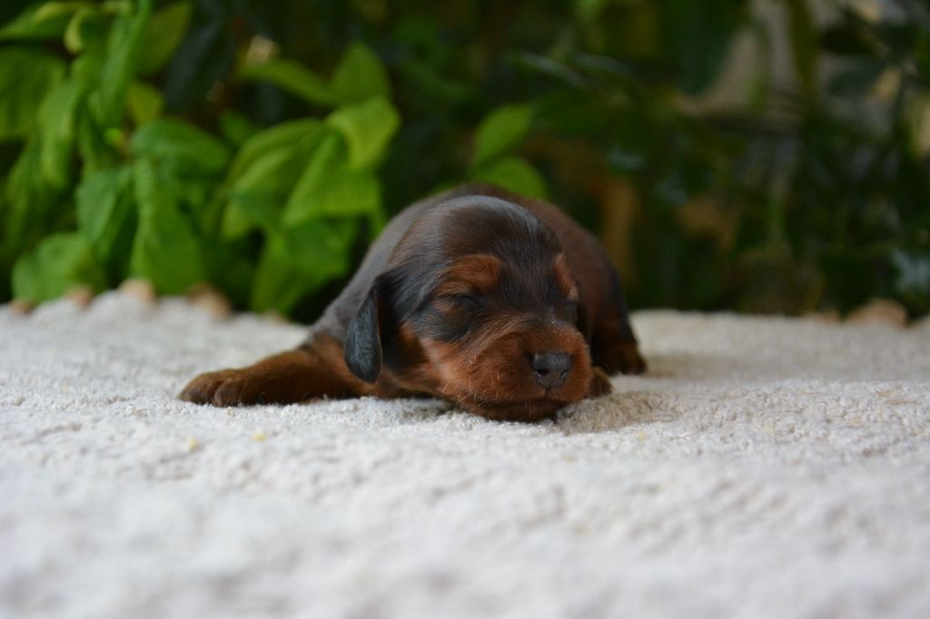 chiot Teckel poil long du Chevalier Gascon