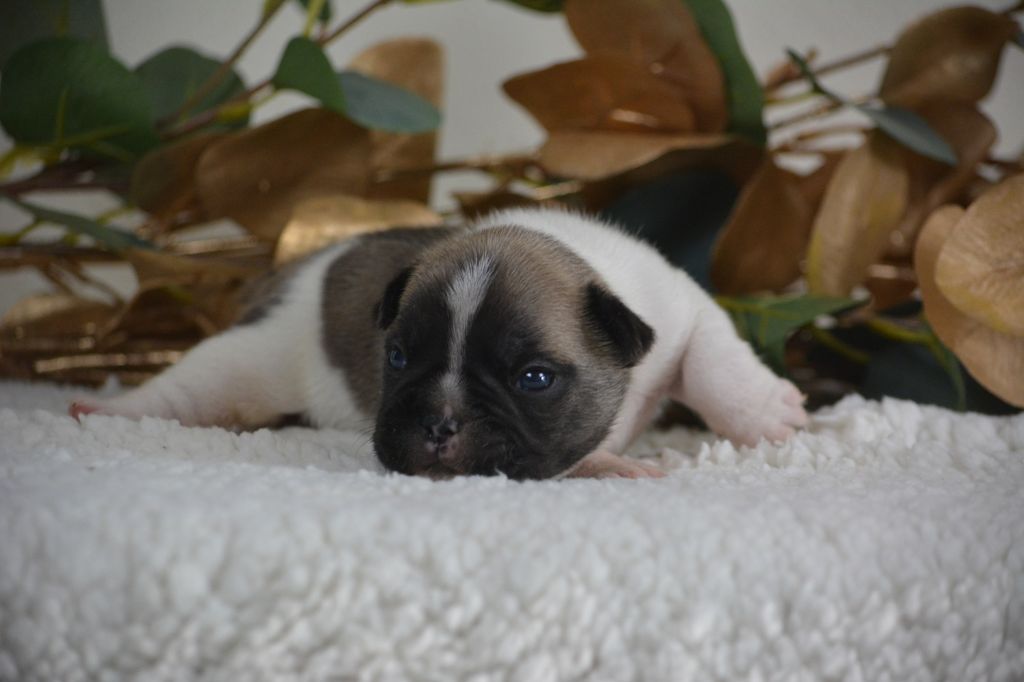 du Chevalier Gascon - Chiot disponible  - Bouledogue français