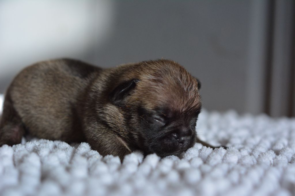 du Chevalier Gascon - Chiot disponible  - Bouledogue français