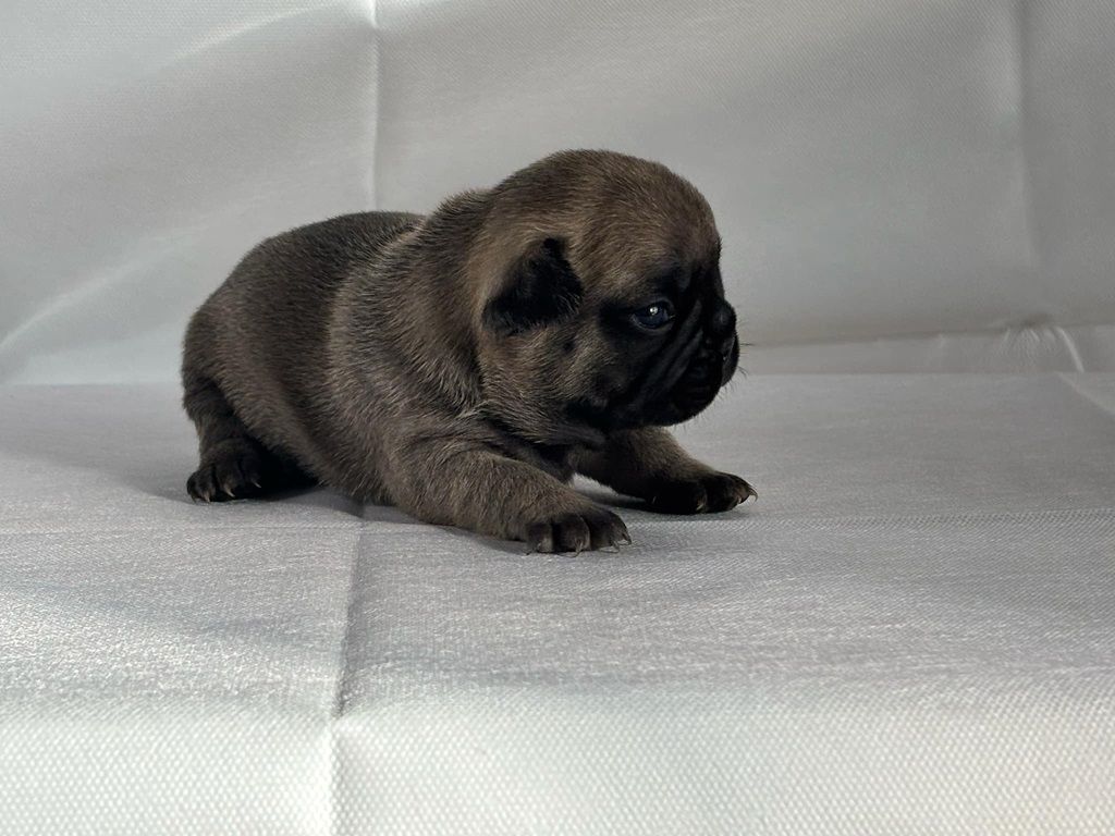 du Chevalier Gascon - Chiot disponible  - Bouledogue français