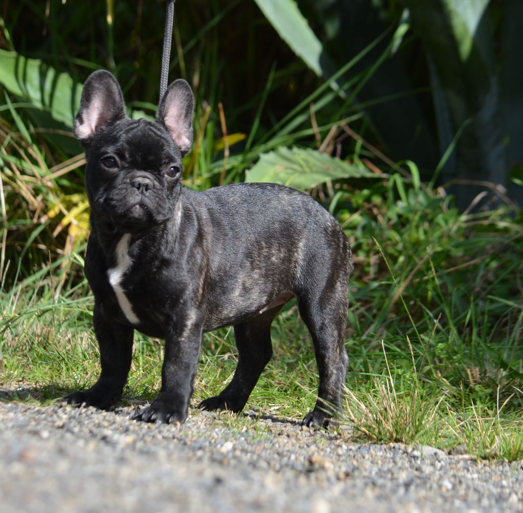 du Chevalier Gascon - Chiot disponible  - Bouledogue français