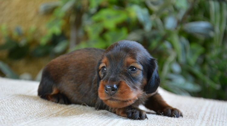 chiot Teckel poil long du Chevalier Gascon