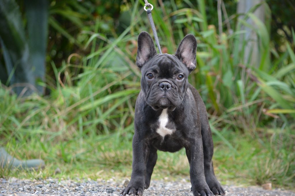 du Chevalier Gascon - Chiot disponible  - Bouledogue français