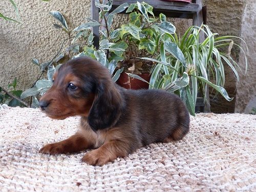 chiot Teckel poil long du Chevalier Gascon