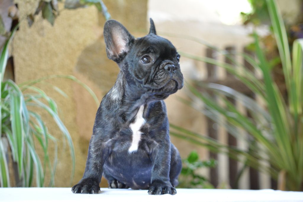 chiot Bouledogue français du Chevalier Gascon