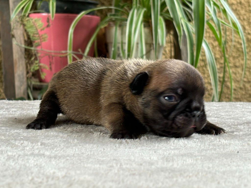 du Chevalier Gascon - Chiot disponible  - Bouledogue français