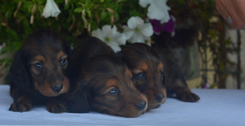 chiot Teckel poil long du Chevalier Gascon