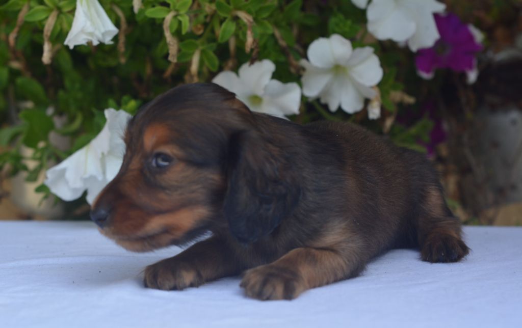 du Chevalier Gascon - Chiot disponible  - Teckel poil long