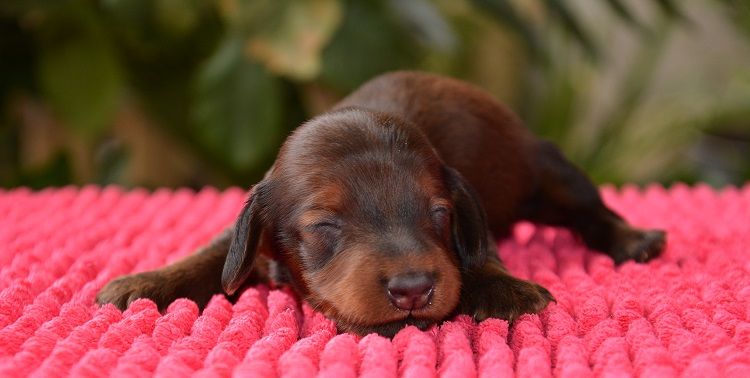 chiot Teckel poil long du Chevalier Gascon