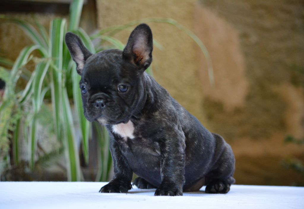 du Chevalier Gascon - Chiot disponible  - Bouledogue français