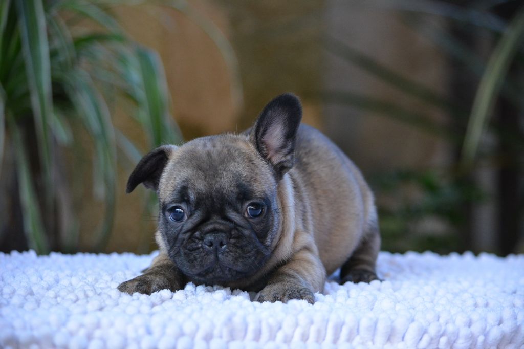 du Chevalier Gascon - Chiot disponible  - Bouledogue français