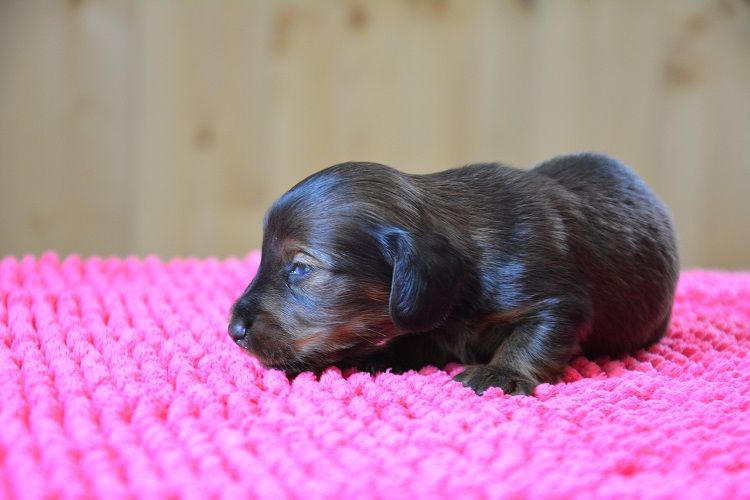 chiot Teckel poil long du Chevalier Gascon