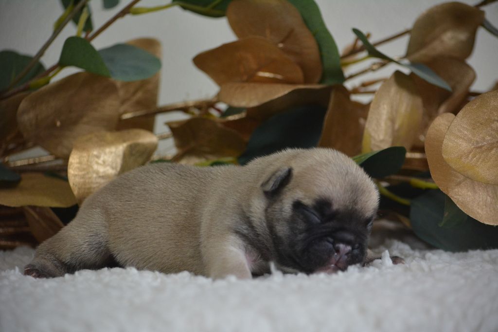 chiot Bouledogue français du Chevalier Gascon