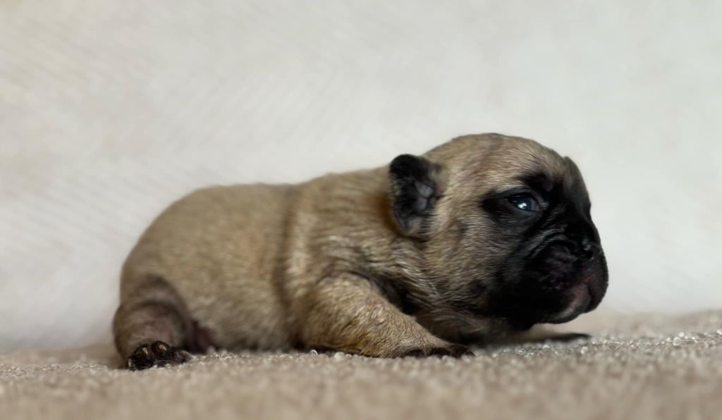 du Chevalier Gascon - Chiot disponible  - Bouledogue français