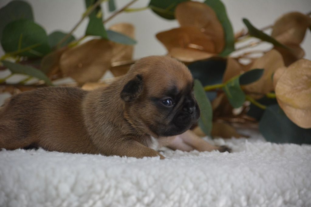 du Chevalier Gascon - Chiot disponible  - Bouledogue français