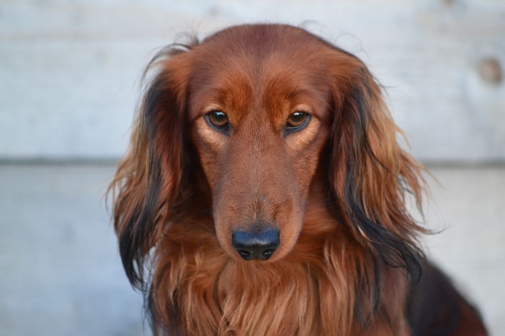 Moves likes jagger du Chevalier Gascon