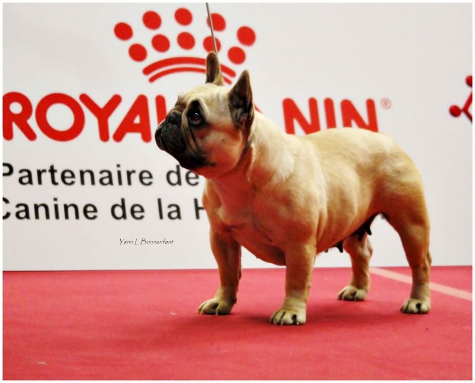 Notre impératrice eugénie du Chevalier Gascon