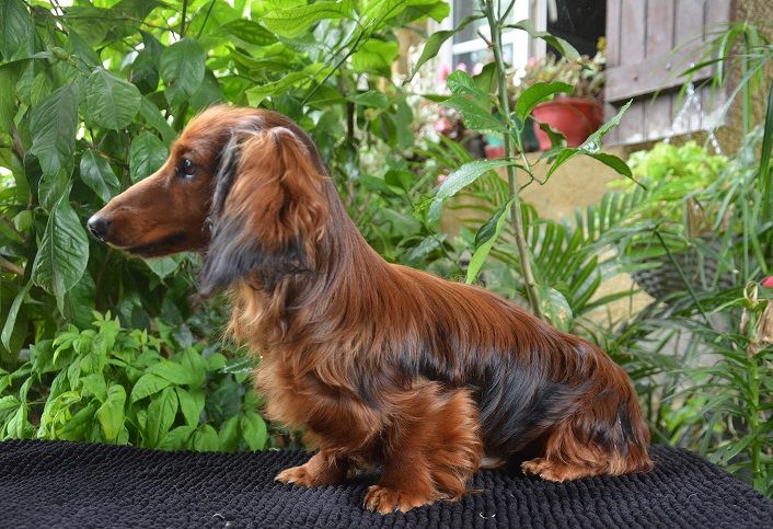 Basshubert Aliron