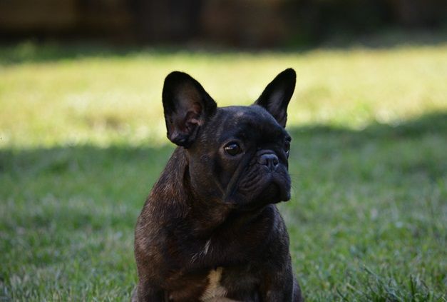 Vague alame du Chevalier Gascon