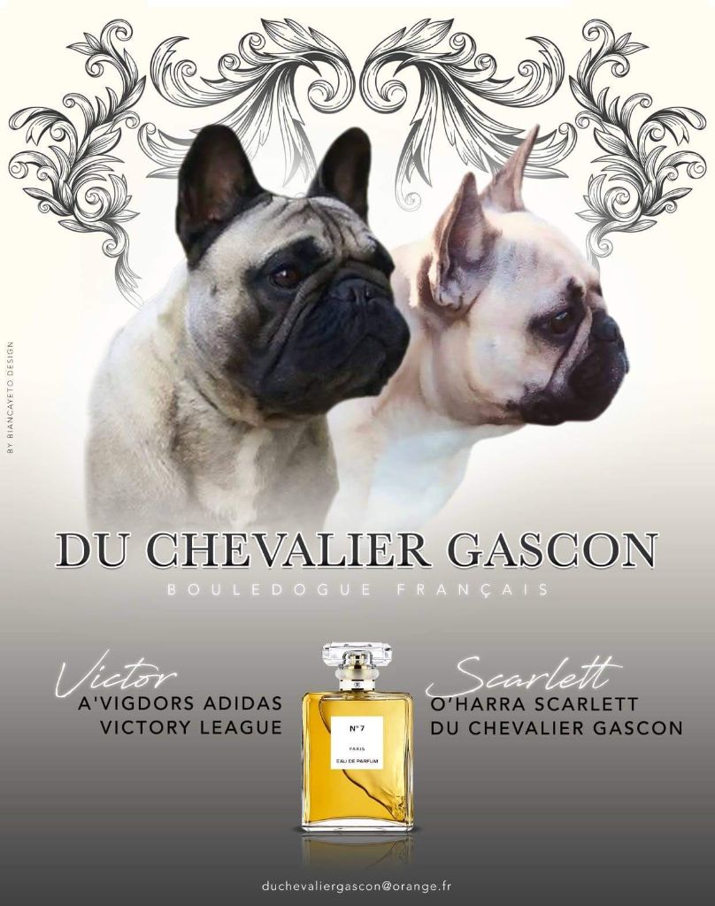 du Chevalier Gascon - Nouvelle Portée :::::