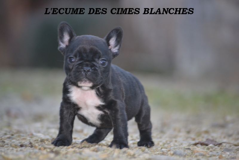 du Chevalier Gascon - Nouvelle Recrue......