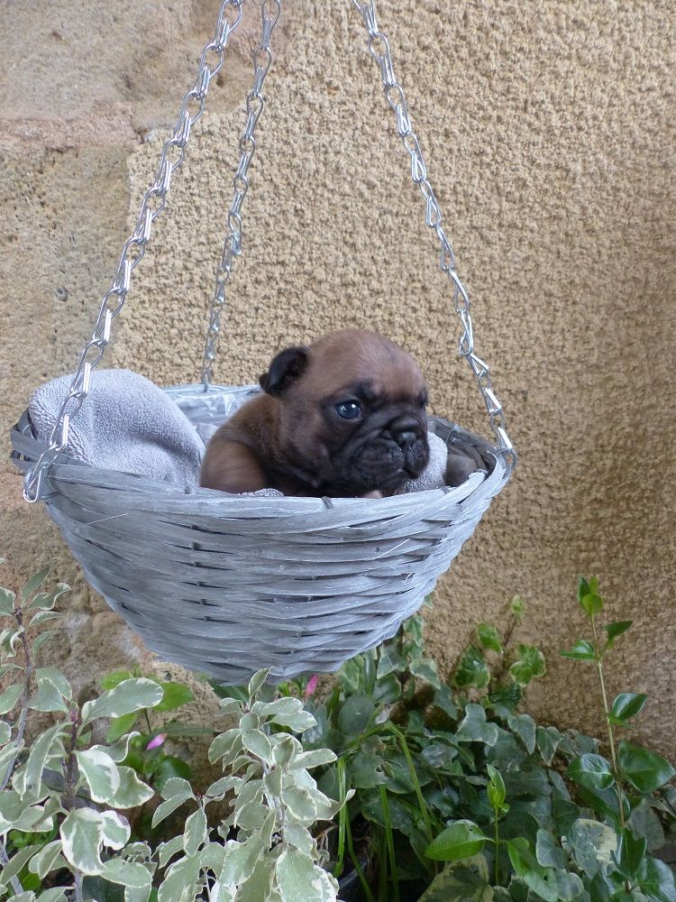 du Chevalier Gascon - Pics des Chiots....