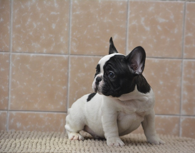 du Chevalier Gascon - BB A BORD