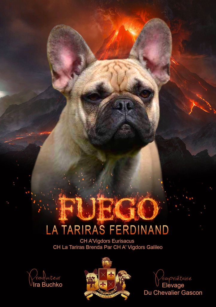 du Chevalier Gascon - Nuevo Fuego !!!!!