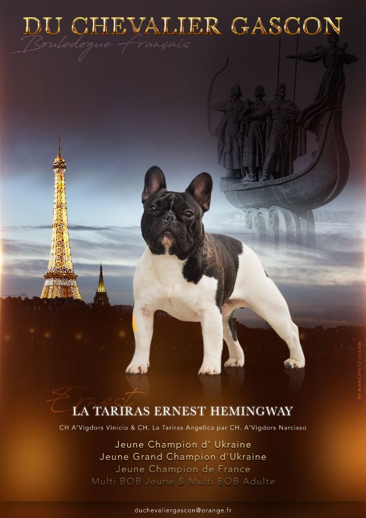 du Chevalier Gascon - ERNEST :::: CHAMPION DE FRANCE JEUNE !!!!