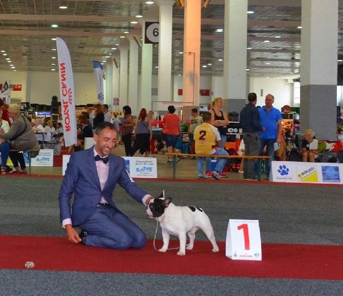 du Chevalier Gascon - Championnat d'Europe en Belgique !!!!