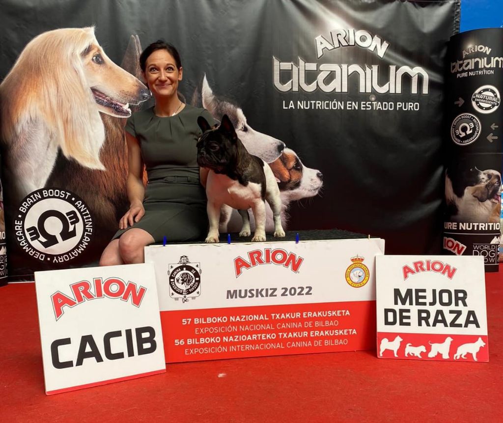 du Chevalier Gascon - CACIB de BILBAO (Espagne)