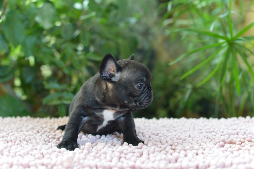 du Chevalier Gascon - Nouvelles Photos des Chiots !!!