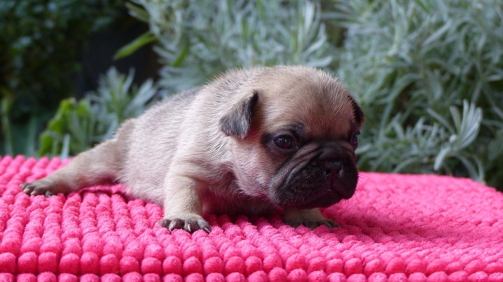 du Chevalier Gascon - Pics des Chiots....